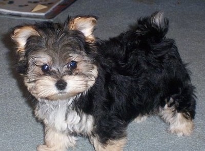 yorkie with maltese