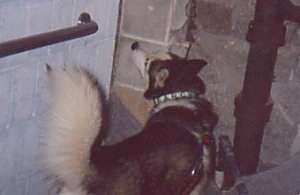 Boris the Siberian Husky is standing next to a concrete block wall in an old building