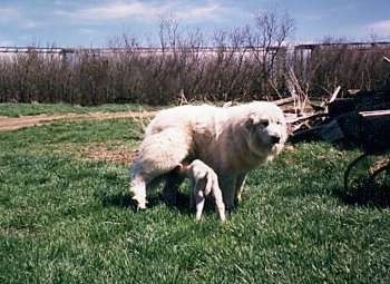 Tag the Great Pyreness is standing in a field as an abandoned baby lamp suckles on its teet