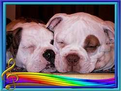 Close up - Two American Bulldogs puppies are sleeping next to each other. There is a wavy rainbow bar and on it in the left corner is a note.