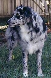 The front left side of a blue merle Australian Shepherd that is standing outside in a yard, it is looking to the left and there is a wooden fence behind it.