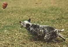 Bud the Blue Heeler is chasing after a thrown rubber Kong toy