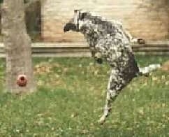 Bud the Blue Heeler is jumping to catch the rubber Kong toy