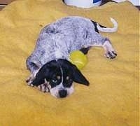 Bluetick Coonhound puppy laying on a yellow blanket next to a tennis ball