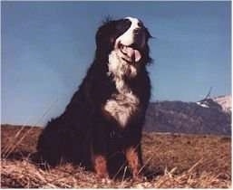 Isadora the Bernese Mountain Dog sitting outside on a hill
