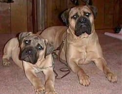 Two Bullmastiffs, an adult and a puppy, laying side-by-side on a carpeted floor