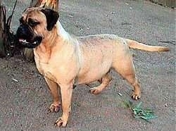 Sugar the Bullmastiff standing on a dirt ground with a tree behind her and a growing plant on her other side