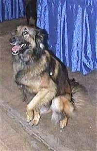 Belgian Tervuren sitting in front of a blue covered table with one paw in the air with its head down