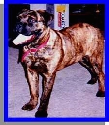 Gauge the Bull Mastiff standing on a purple carpet with its mouth open and tongue out