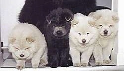 Three white and one black Chow Chow puppies are standing in a doorway