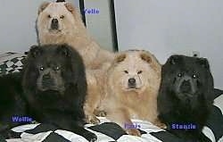 Two Black and Two Tan Chow Chow puppies are laying and sitting on a black and white checkered pattern bed sheet