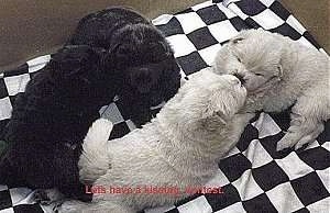 Two vlack and two white Chow Chow puppies are laying on a black and white checkered pattern sheet.