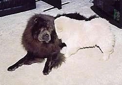 A black Chow Chow is laying on a carpet and a white Chow Chow puppy is running into it head first