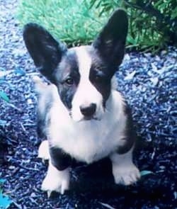 Rocky the Cardigan Welsh Corgi Puppy is sitting on wood chips and looking up at the camera holder with grass behind him