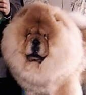 Close Up - Samson the cream Chow Chow is standing to the left of a person. He is very fluffy with small squinty eyes.