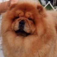 Close Up - Annie the red Chow Chow is standing in front of a person. Her head is large and her eyes are small