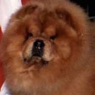 Close Up - Caboose the fluffy, small-eyed Chow Chow is sitting next to an American flag