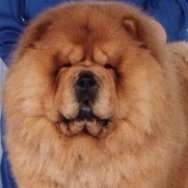Close Up - Clarence the Chow Chow is standing in front of a person in a blue jumpsuit. His head is large and his eyes are small.