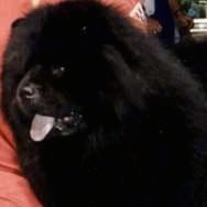 Close Up - Jack the black Chow Chow is outside and sitting next to a red cloth
