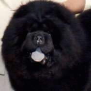 Close Up - Luke the Chow Chow is standing in front of a person. Its mouth is open and black tongue is out.