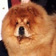 Close Up - Oakie the red Chow Chow is standing in front of a person in a suit. He has a very large head and small eyes with a fluffy coat.