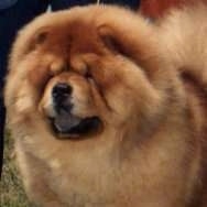 Thurston the Chow Chow is standing in a lawn and there is a person to the left of them. His tongue is black.