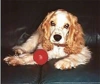 A tan with white American Cocker Spaniel is laying down on a leather couch next to a red ball