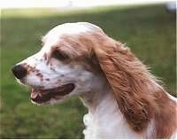 The left side of the face of a tan with white American Cocker Spaniel its hair is blowing in the wind.