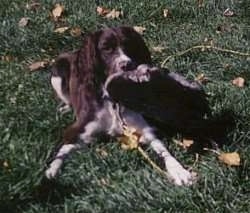 Sadie the black and white English Springer Spaniel is laying in a field and there is a Canada Goose in its mouth