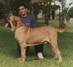 Left Profile - A tan Fila Brasileiro is being posed in a stack by the man behind him. The dog's mouth is open and tongue is out.