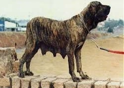 A brown brindle Fila Brasileiro is standing on a brick wall on the side of a beach