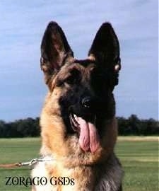 Head shot - A black and tan German Shepherd is sitting in a field panting.