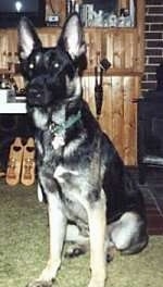 A black and tan German Shepherd is sitting on green carpet in front of a wooden wall and looking forward