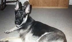 A black and white German Shepherd is laying on a carpet