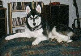The left side of a black and white Siberian Husky dog that is laying on a bed and it is looking forward. The dog looks like a wolf.