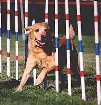 Sunny Waggin's Sierra Sunshine is weaving through white, red and blue agility poles. It has its mouth open.