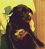A black Labrador/Husky mix is being held up in the air by a person who is wearing a white t-shirt. The person's arms are under the dogs front legs exposing the dog's belly.