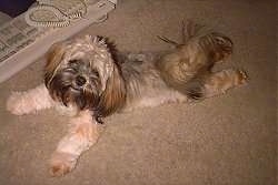 A brown with black Lhasa Apso is stretched out laying out on a tan carpet and looking up, its head is tilted to the right.