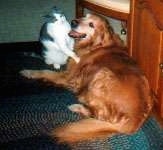 Dusty the dog laying on a rug with Sebastian the cat sitting in front of it