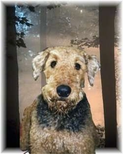 Rocky the Airedale sitting in front of a wooded backdrop