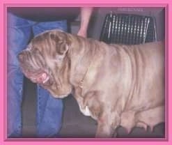 A wrinkly, extra skinned, cropped-eared, brown with white Neapolitan Mastiff is standing in a house next to a person in blue jeans. The dog has hanging large teets like it just had a litter of puppies. There is a pink border around the image.