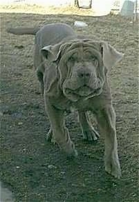 A Neapolitan Mastiff is in motion running across dirt