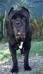 Front view - A crop-eared, wrinkly, extra skinned, black with white Neapolitan Mastiff is standing in grass and it is looking forward. Its mouth is open and it looks droopy with all of the extra skin hanging down.