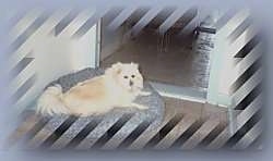 A tan Pomeranian is laying on a dog bed and it is looking forward.