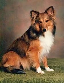 The right side of a brown with black and white Shetland Sheepdog that is standing on a green carpeted surface, it is looking forward and its head is slightly tilted to the left. It has perk ears.