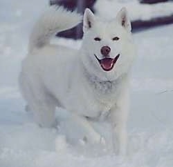 A pure white Siberian Husky is running in snow with its mouth open looking forward and it looks like it is smiling. It has black eyes.