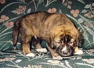 The right side of a brindle with white Spanish Mastiff puppy standing across a couch sniffing it.