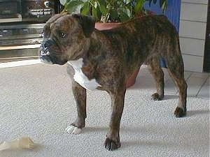 The front left side of a wide-chested, brindle with white Valley Bulldog that is standing across a carpeted surface and it is looking to the left. There is a boen in front of it.