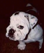 Close Up head shot - Mugzy the Bulldog as a puppy with one eye facing the camera holder