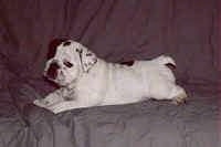 Mugzy the Bulldog as a puppy laying on a gray couch